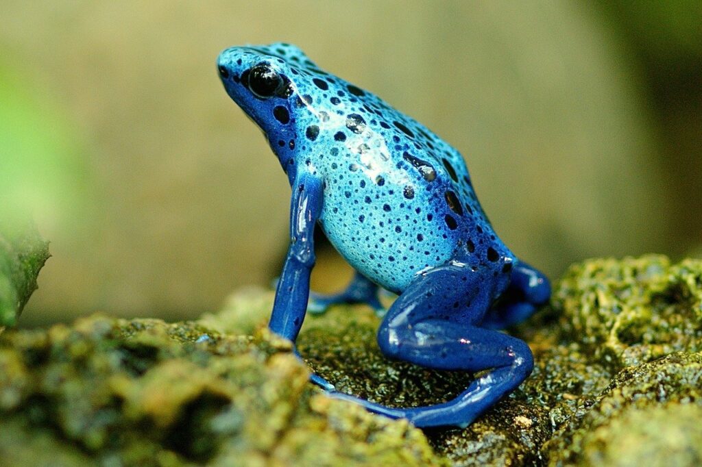 frog, exotic, close up-1335022.jpg